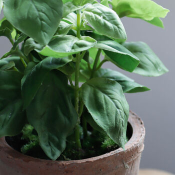 Faux Potted Basil Herb Plant, 2 of 3