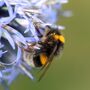 Bee Garden Seed Kit, thumbnail 3 of 6