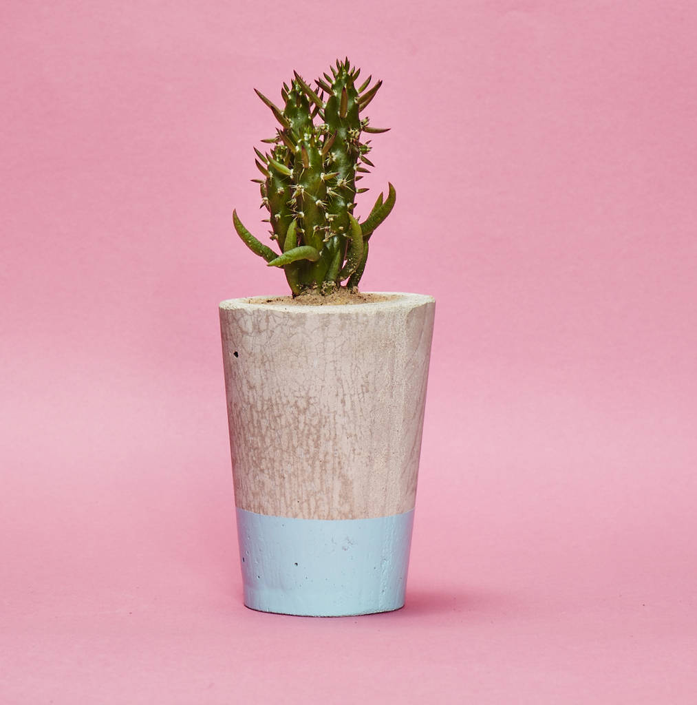Concrete Pot Tall With Cactus/ Succulent In Baby Blue, 1 of 3