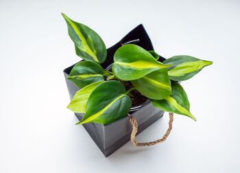 Philodendron Scandens Brazil Houseplant, 5 of 5