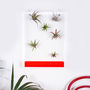 Airbox Neon Red Glass Effect Plant Display, thumbnail 1 of 2