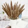Pampas Grass Decor Quantity 15 Stalks In Natural Colour, thumbnail 1 of 5