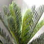 Faux Potted Cycad Palm Tree Plant, thumbnail 3 of 7