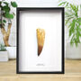 Xl Spinosaurus Tooth Box Frame Real Authentic Jurassic Dinosaur Fossil Museum Quality Natural History Interior Design Home Decor Gift Ornament, thumbnail 1 of 4