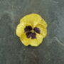Pansy Yellow Flower Brooch, thumbnail 4 of 6