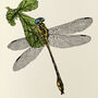 Y Is Yellow Side Clubtail Dragonfly Illustration Print, thumbnail 2 of 6