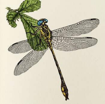 Y Is Yellow Side Clubtail Dragonfly Illustration Print, 2 of 6