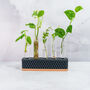 Propagation Station | Wood And Carbon, thumbnail 1 of 4