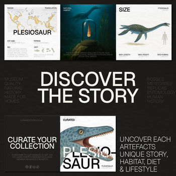 Plesiosaur Tooth Box Frame Real Authentic Jurassic Dinosaur Fossil Museum Quality Natural History Interior Design Home Decor Display Gift Ornament, 4 of 6