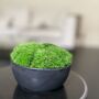 Preserved Small Moss Bowl, thumbnail 1 of 3