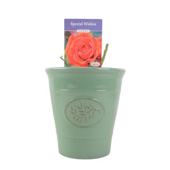 Special Wishes Rose – Free Standard Gift Wrap, 3 of 5