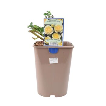 Happy Birthday Cream Rose In5.5 L Pot – Floribunda, 7 of 7