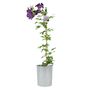 Clematis Warszawska Nike – Purple Climbing Blooms 3 L, thumbnail 3 of 5