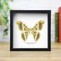 Silkmoth Hybrid Moth Butterfly Entomology Taxidermy Box Frame, thumbnail 1 of 3