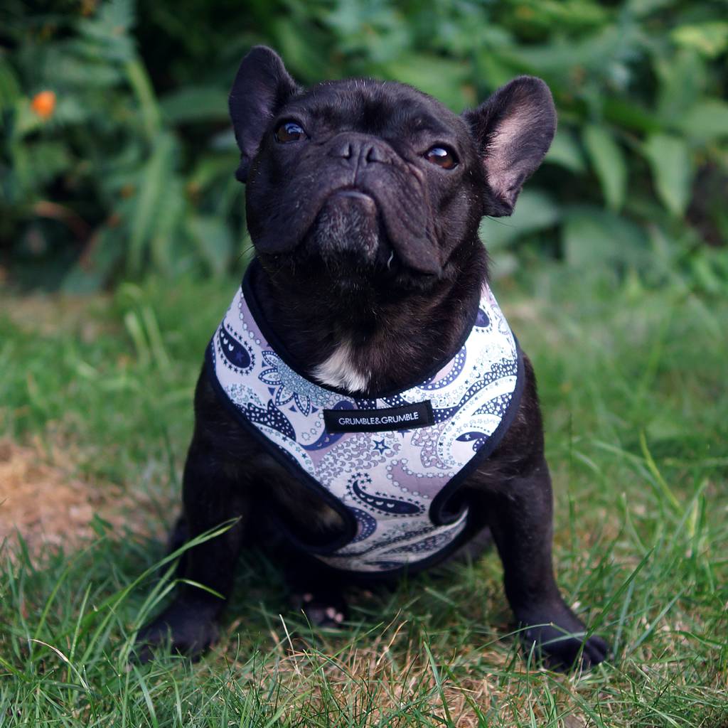 Liberty London Cotton Soft Dog Harness By Grumble Grumble Notonthehighstreet Com