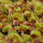 Venus Flytrap Houseplant 9cm Pot Plant, thumbnail 2 of 5