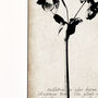 Hellebore Fine Art Print, Botanical Series, thumbnail 3 of 7