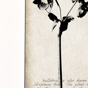 Hellebore Fine Art Print, Botanical Series, 3 of 7