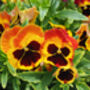 Pansy 'Fire Surprise' 20 X Full Plant Pack, thumbnail 2 of 5