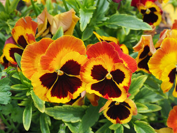 Pansy 'Fire Surprise' 20 X Full Plant Pack, 2 of 5