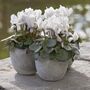 Flowering Cyclamen White Three Plants In 10.5cm Pots, thumbnail 1 of 5