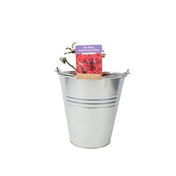 Ruby Wedding Rose Dark Red Blooms In5.5 L Pot, 4 of 7