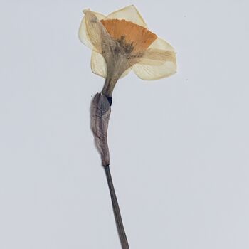 The Daffodil, 3 of 3