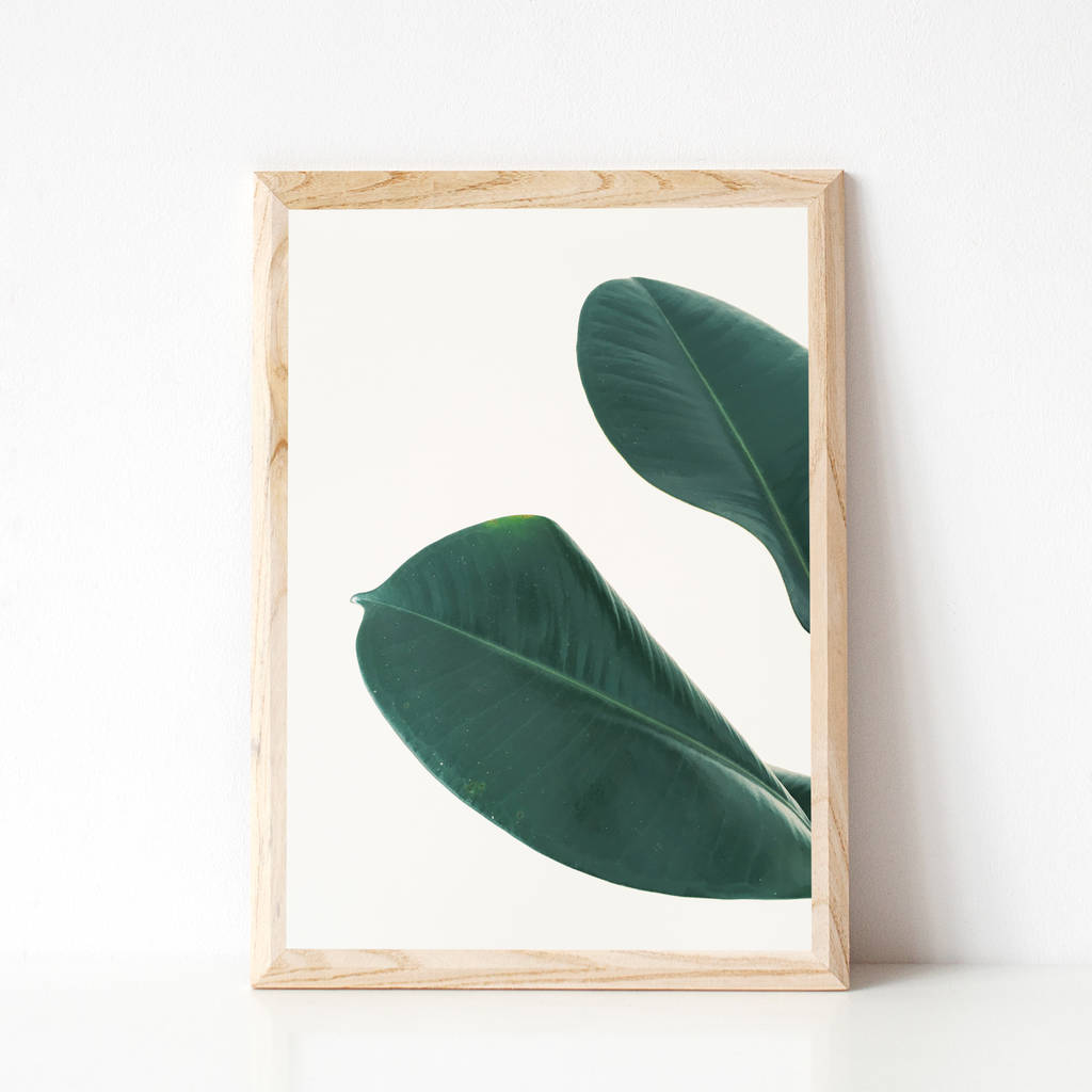 Rubber Fig Leaves I Photographic Plant Print By Cia Beck Art And Rubber Fig Leaves I Photographic Plant Print