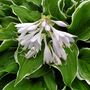 Hosta 'Fragrant Bouquet' One X One Litre Pot, thumbnail 4 of 4