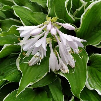 Hosta 'Fragrant Bouquet' One X One Litre Pot, 4 of 4