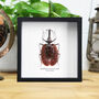 Violin Beetle Handcrafted Frame, thumbnail 1 of 3