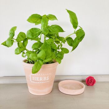 Herb Plant Pot, 4 of 6