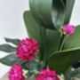 Large Pink Phalenopsis Orchid In Silver Fluted Bowl, thumbnail 3 of 9