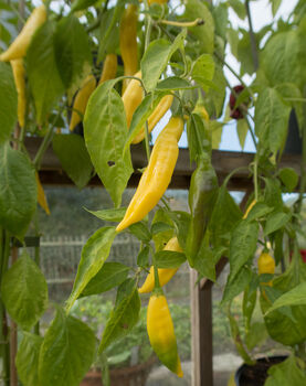 Chilli Plants, 'Hot Lemon', 4 of 7