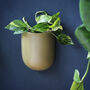 Olive Green Ceramic Wall Planter, thumbnail 4 of 5