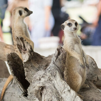 Meet The Meerkats Experience For Two, 4 of 10