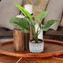 Pack Of Two Artificial Plants In Ceramic Pot, thumbnail 5 of 8