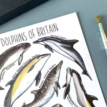Dolphins Of Britain Watercolour Postcard, 12 of 12