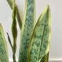 Artificial Sansevieria In Pot, thumbnail 7 of 7