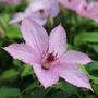 Clematis Hagley Hybrid Climber Plant In 3 L Pot, thumbnail 6 of 7