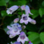 Penstemon 'Sour Grapes' Three Plants In 9cm Pots, thumbnail 2 of 2