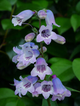 Penstemon 'Sour Grapes' Three Plants In 9cm Pots, 2 of 2