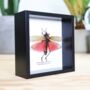 Green Milkweed Locust Insect Bug Moth Butterfly Box Frame Entomology Taxidermy Interior Design Modern Home Decor Wall Hanging Display Gift Ornament, thumbnail 2 of 4