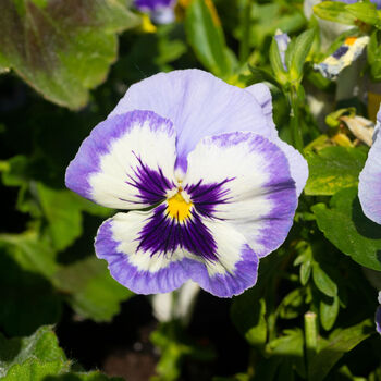 Pansy Plants 'Inspire Blue Angel' 20 X Plant Pack, 3 of 5