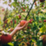 Apple Trees 'Sunset', thumbnail 2 of 12