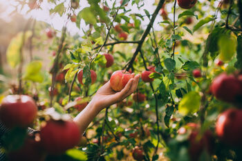 Apple Trees 'Sunset', 2 of 12