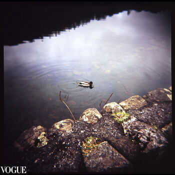 Duck On Yew Tree Tarn, The Lake District, 5 of 11