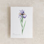 Iris Floral Watercolour Greetings Card, thumbnail 2 of 2