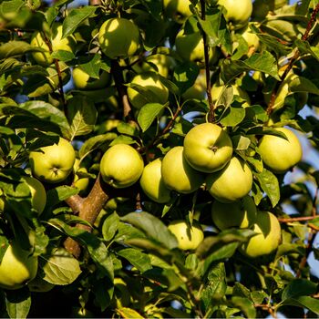 Fruit Trees Apple 'Granny Smith' Two X 10 L Pots, 2 of 4