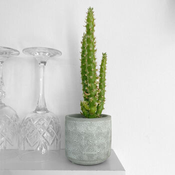 Eve's Needle Cactus Indoors Plant In 6cm Pot, 2 of 4